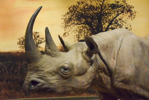 black rhino reproduction
