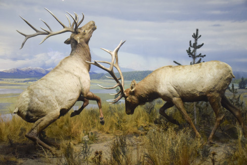 rocky mountain elk in a diorama 
