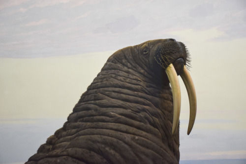 Atlantic walrus on display in Polar World