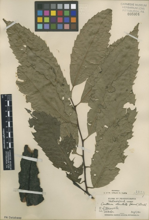 American chestnut herbarium specimen
