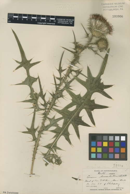 herbarium specimen of Bull thistle 