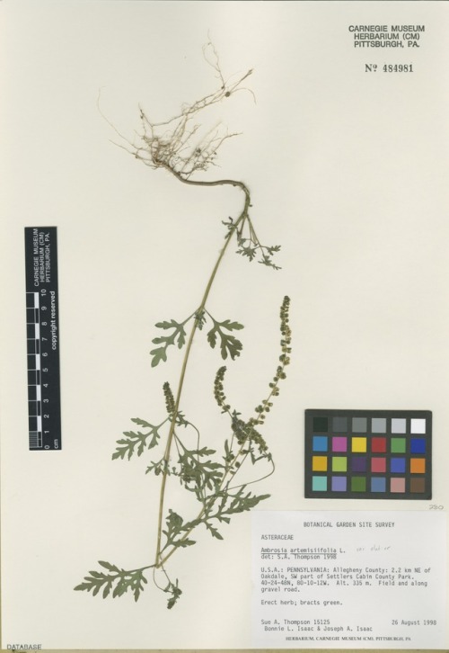 Herbarium specimen of common ragweed (Ambrosia artemisiifolia)