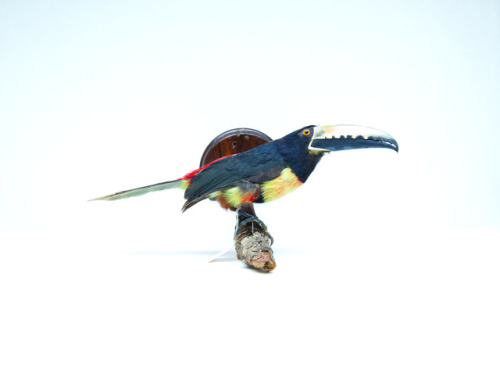 taxidermy mount of a tropical bird with a long beak