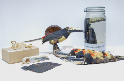 examples of different kinds of bird preservation