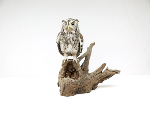 Taxidermy mount of a screech owl
