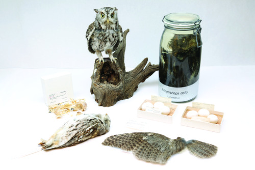 Screech Owl Collection objects