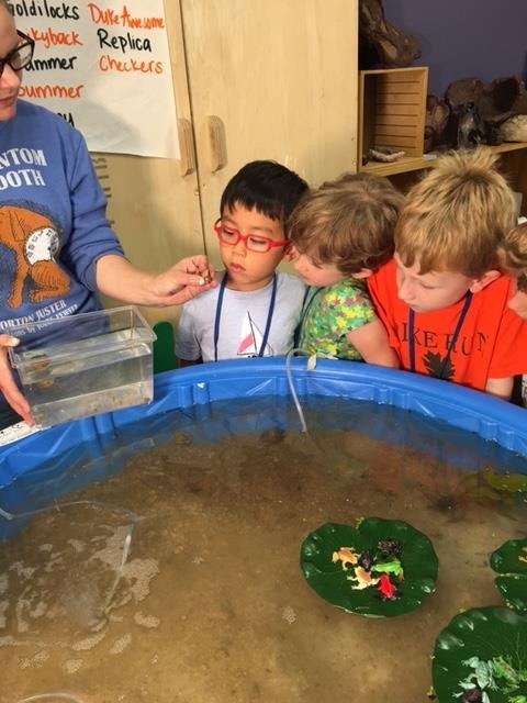 children looking at frogs in a pond