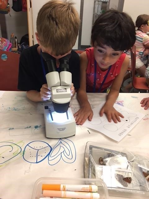 Children looking through a microscope