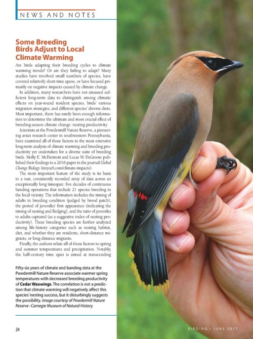 First page of the article in Birding Magazine