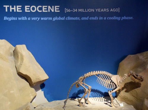 Display in Age of Mammals: The Cenozoic Era