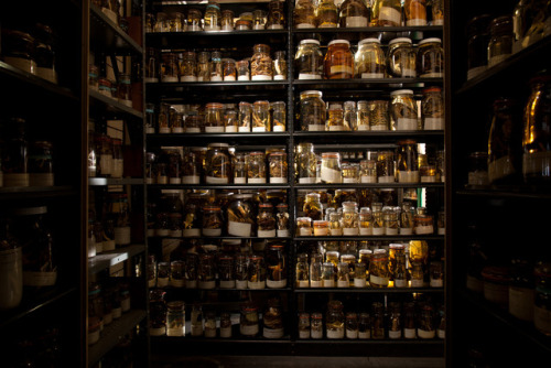 Shelves of Alcohol specimens 