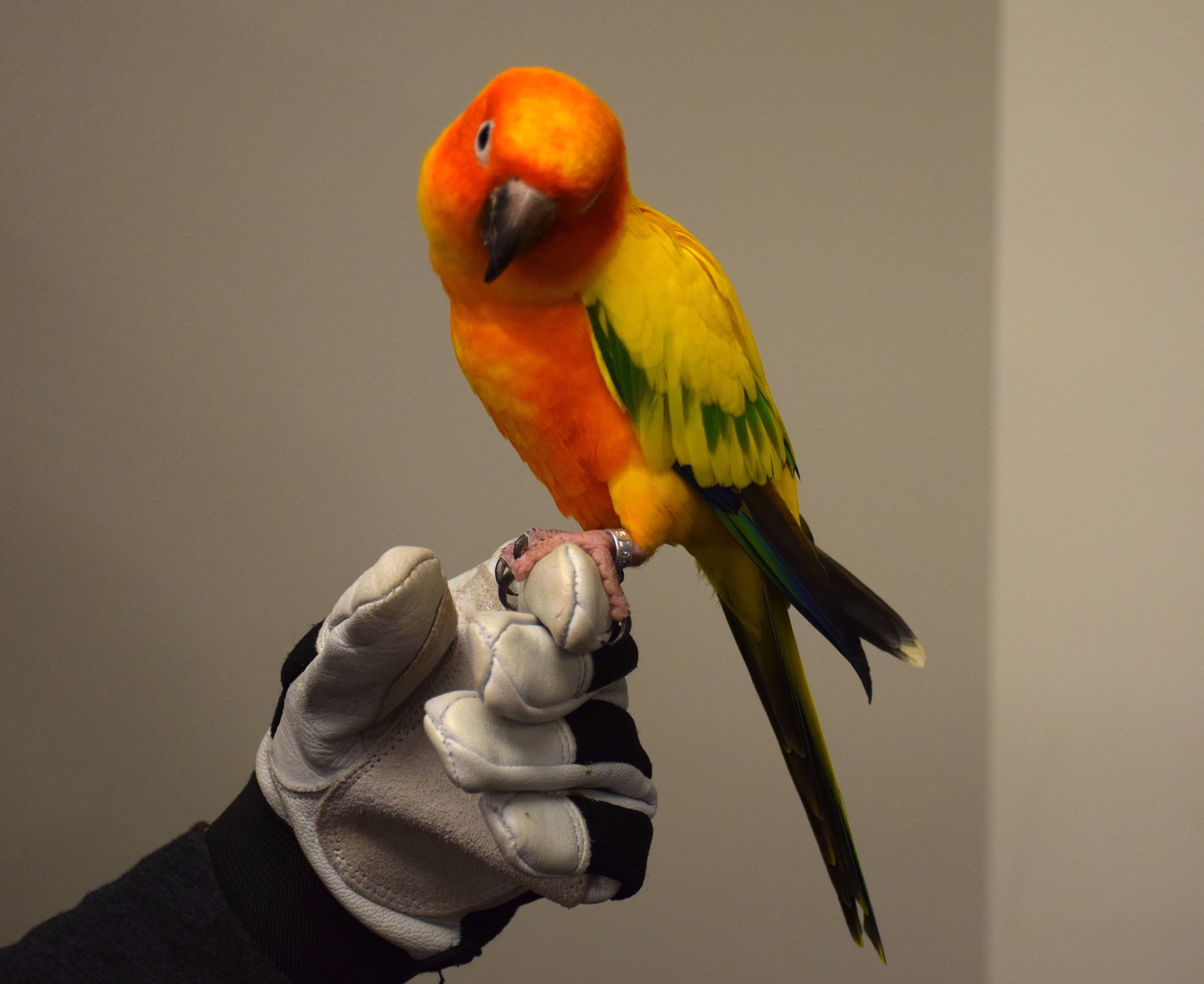 brightly colored sun conure bird