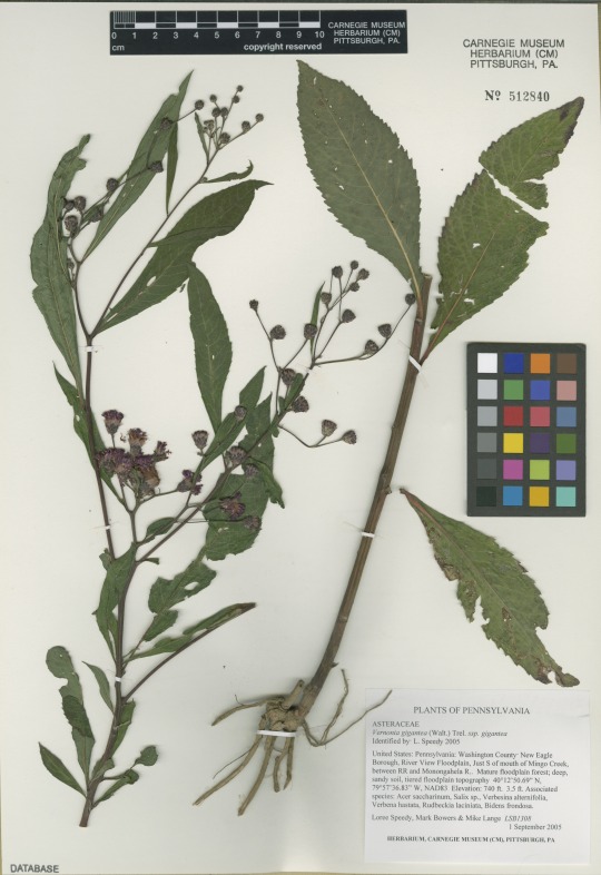 herbarium specimen of tall ironweed, Vernonia gigantea