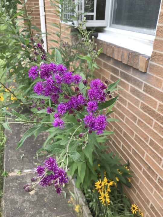 ironweed blooming with bright pink-purple flowers