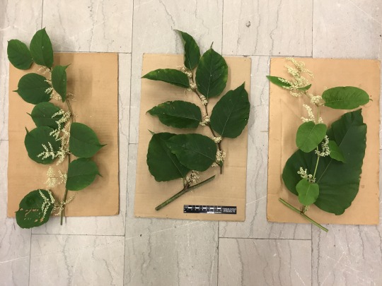 three varieties of knotweed