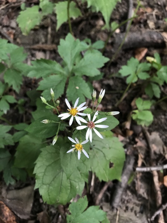 blooming white wood aster, white petals with yellow and red centers