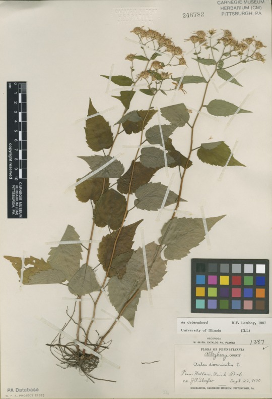 herbarium specimen of white wood aster