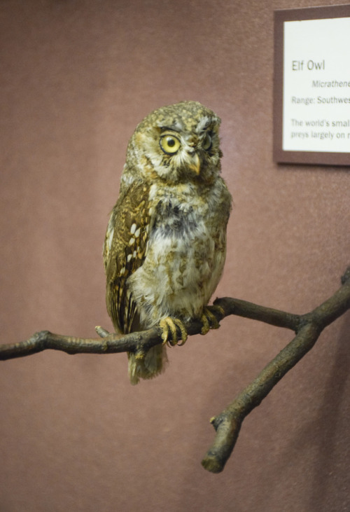 elf owl specimen in Bird Hall