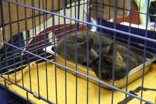 kittens sleeping in a carrier