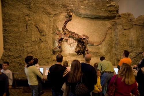 museum visitors looking at a dinosaur skelleton 