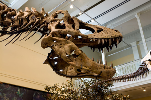 head of a T.rex skeleton