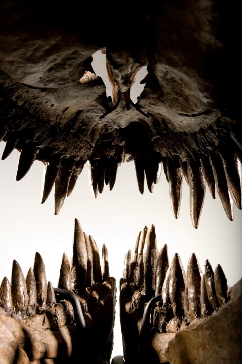 view of T.rex teeth from inside the dinosaur's mouth