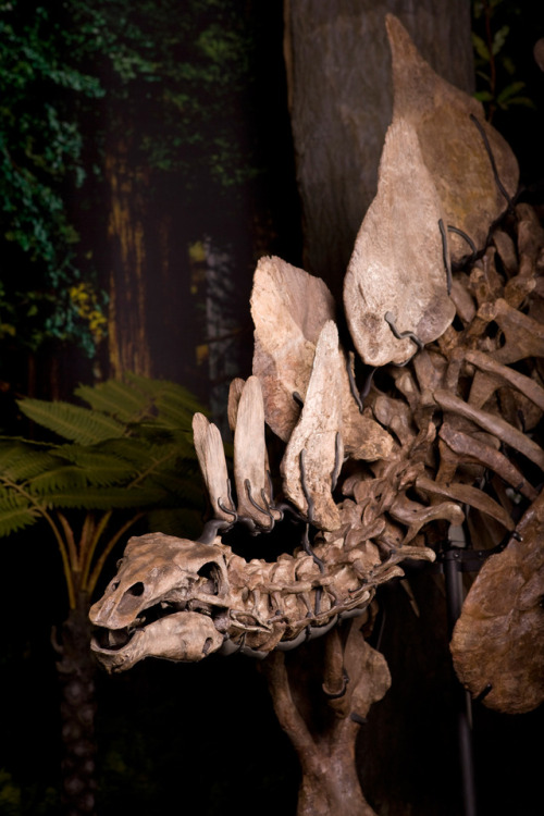 skelleton of Stegosaurus armatus dinosaur 