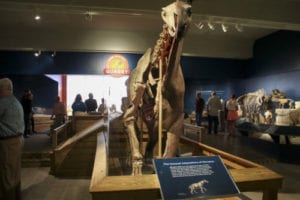 Age of Mammals: The Cenozoic Era Opens