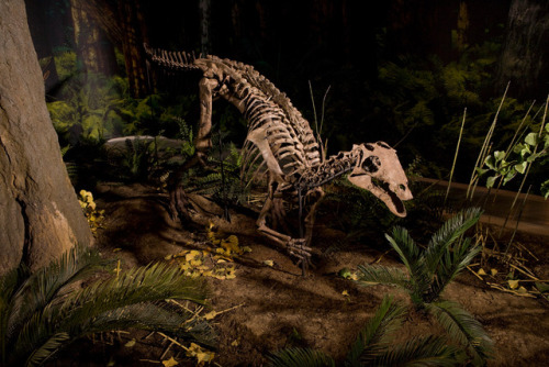 skelleton of Camptosaurus aphanoecetes dinosaur in the museum