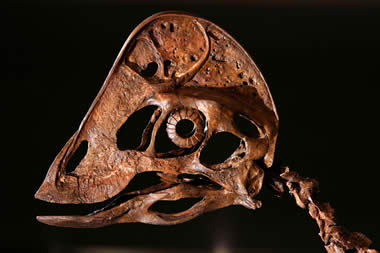 head of Anzu wyliei, a bird-like dinosaur