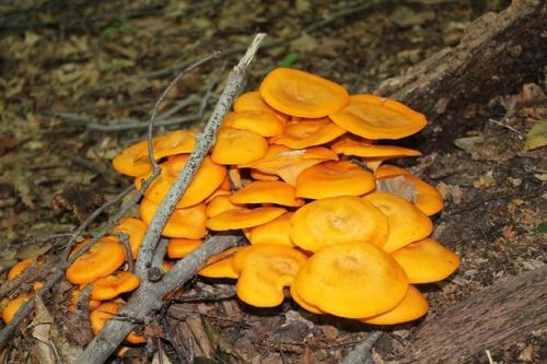 orange mushrooms growing on a tree log