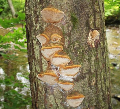 mushrooms growing in a stair-like pattern on a tree trunk