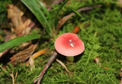 red mushroom cap