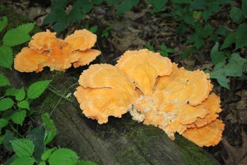 orange mushrooms shaped like sea shells 