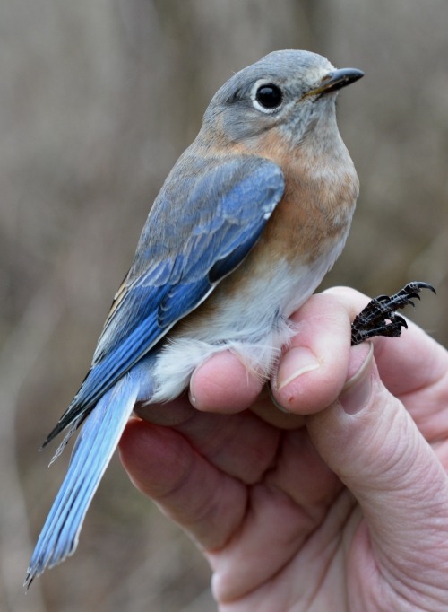 Eastern Bluebird, a small vibrant blue bird