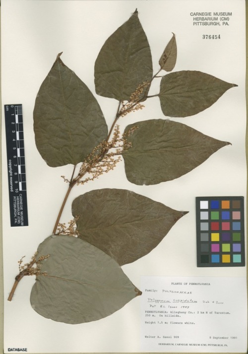 herbarium specimen of Bohemian knotweed (Fallopia xbohemica)