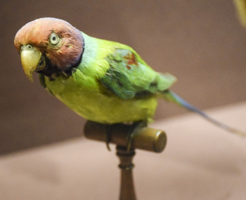  taxidermy mount of a plum-headed parrot