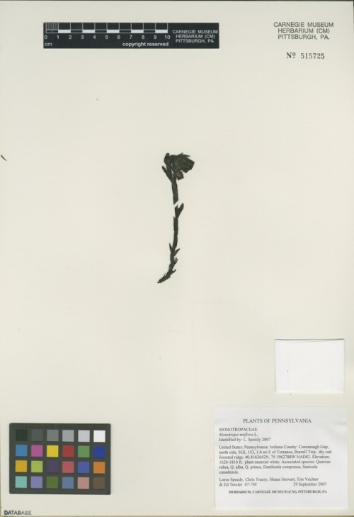 herbarium specimen of Monotropa uniflora, ghost plant