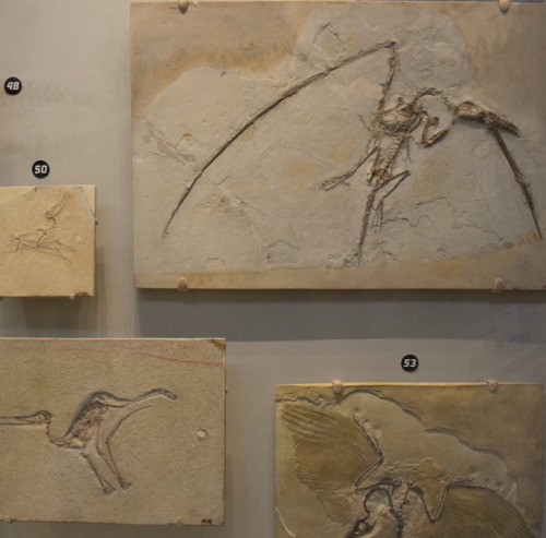 These fossils were found in a quarry in Solnhofen, Germany, which was once a series of shallow, tropical lagoons. The environmental conditions at Solnhofen resulted in remarkably preserved fossils of Late Jurassic plants, invertebrates, fish, reptiles, and bird species. 