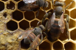 The Honey Bee (Apis mellifera)