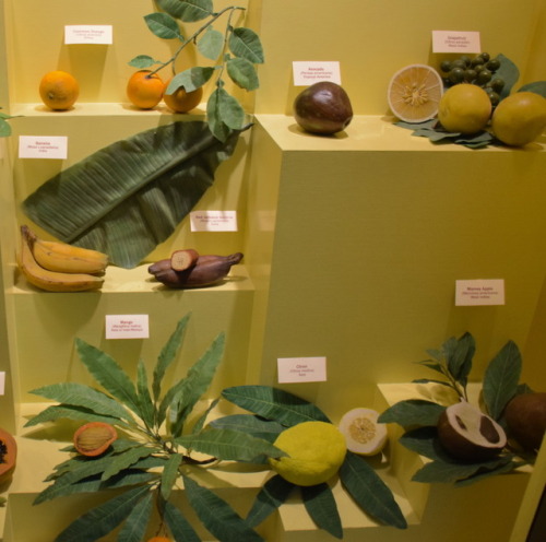 a museum display of fruits