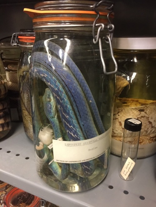 This Leptophis ahaetulla snake specimen was collected in Belize and is preserved in our Alcohol House, which is home to reptiles and amphibians from around the world.  In life, this snake would have appeared bright green, though its skin has turned to a blue color due to the 70% ethanol alcohol it is preserved in. 