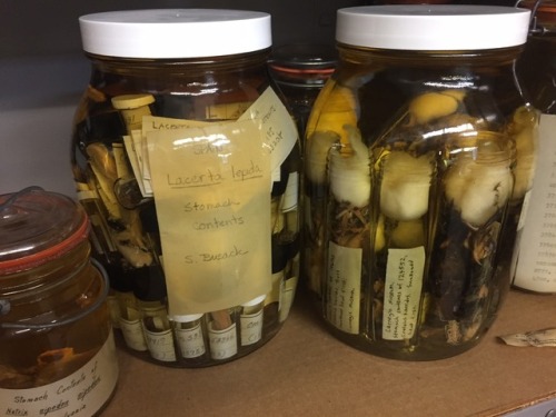 These jars in in our historic Alcohol House contain the contents of the stomachs of snakes that were collected for scientific study. The Alcohol House is home to more than 250,000 amphibian and reptile specimens from around the world and is named for the 70% ethanol alcohol that preserve them. 