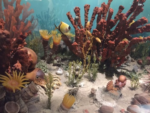 Have you noticed that this Benedum Hall of Geology diorama is looking a little brighter and more colorful?  That is because conservationists recently cleaned and preserved the exhibit, which shows an underwater scene in Pennsylvania between 286 and 320 million years ago.  Even they were surprised how bright the diorama’s colors were under the layer of dust! 