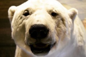 Face to face with a polar bear