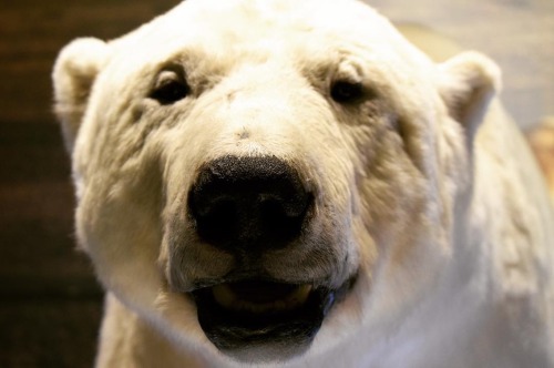 Come face to face with a polar bear in Polar World: Wyckoff Hall of Arctic Life at Carnegie Museum of Natural History. 