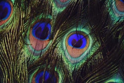  This is a close up view of peafowl feathers. Although most people refer to this bird as a peacock, technically only males are called peacocks whereas females are called peahens.
