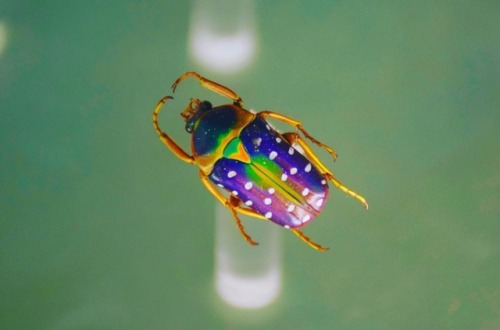 Meet the fruit chafer, a prime example of adaptation and speciation. These beetles have evolved from the same basic body plan into an array of different shapes, colors, sizes, patterns, textures, and body structures like horns and spines. Such diversity comes as a result of many different environmental factors.