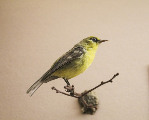 yellow bird found in Bird Hall
