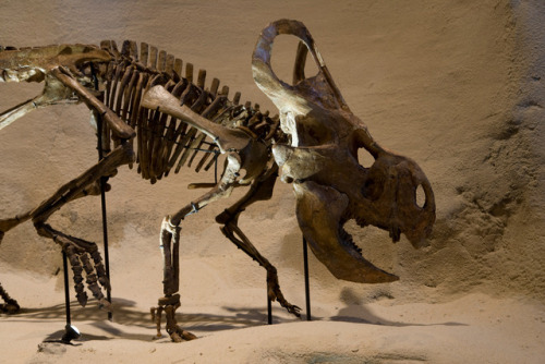 dinosaur fossil of Protoceratops andrewsi in a museum display